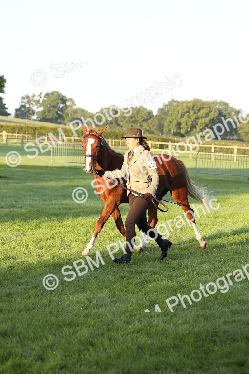 SBM_57833 - S42 - Youngstock