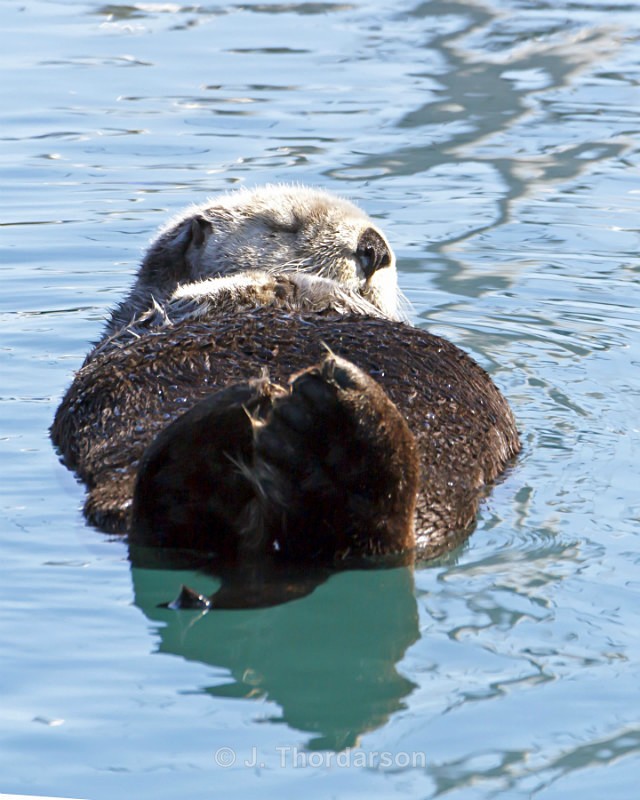  - Sea Otters