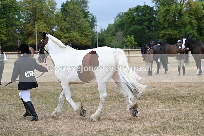 WJ7_0064 - Class 5a Most Handsome Gelding (above 14.2hh)