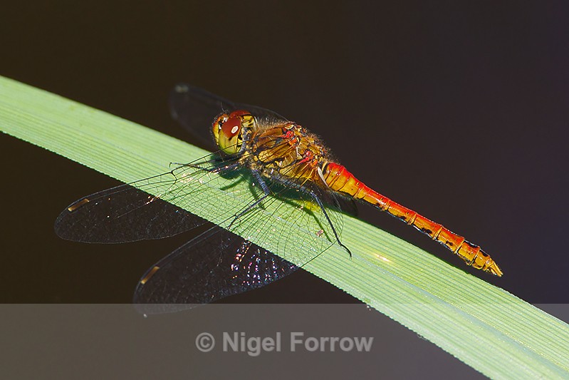 Ruddy Darter (immature male) on Brownsea Island - INSECTS