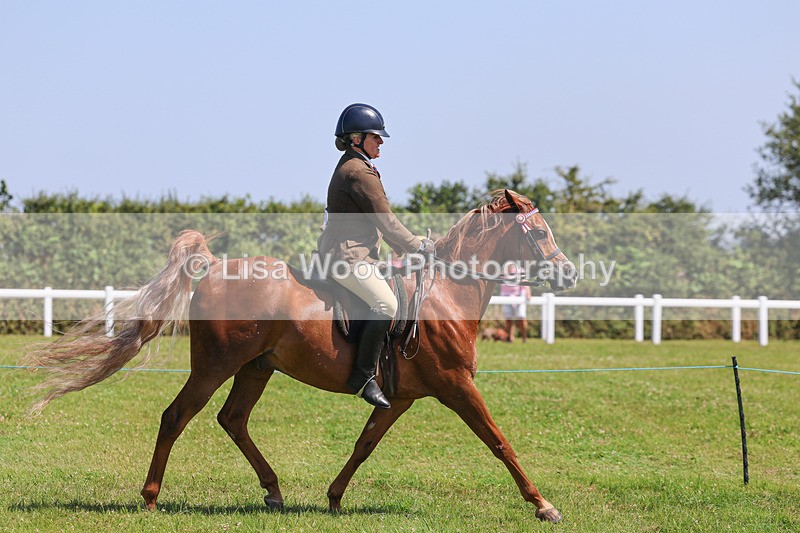 IMG_2239 - Class 37: Pure, Anglo & Part Bred Ridden Arab