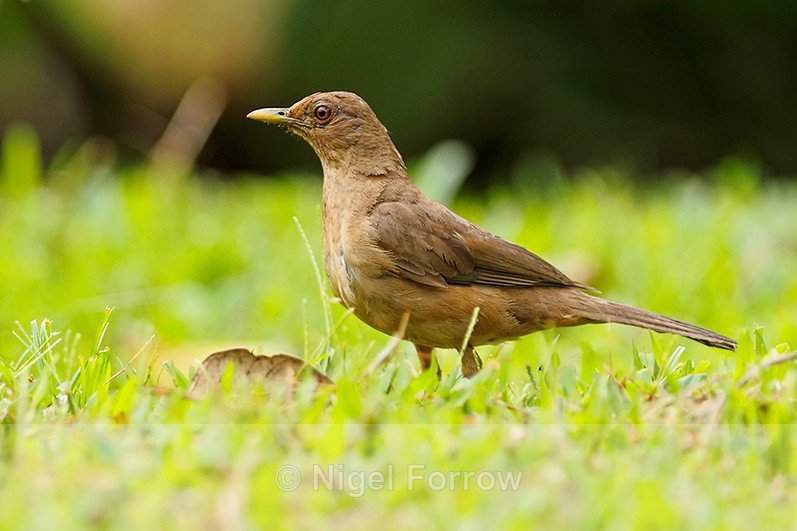 Clay-coloured Thrush, the national bird of Costa Rica - Clay-coloured Thrush