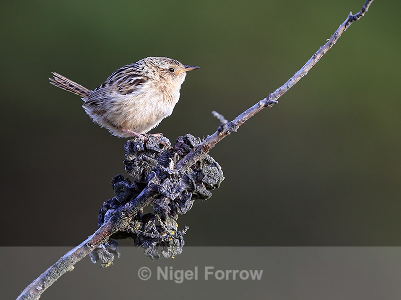 Falkland Grass Wren, Carcass Island - Falkland Grass Wren