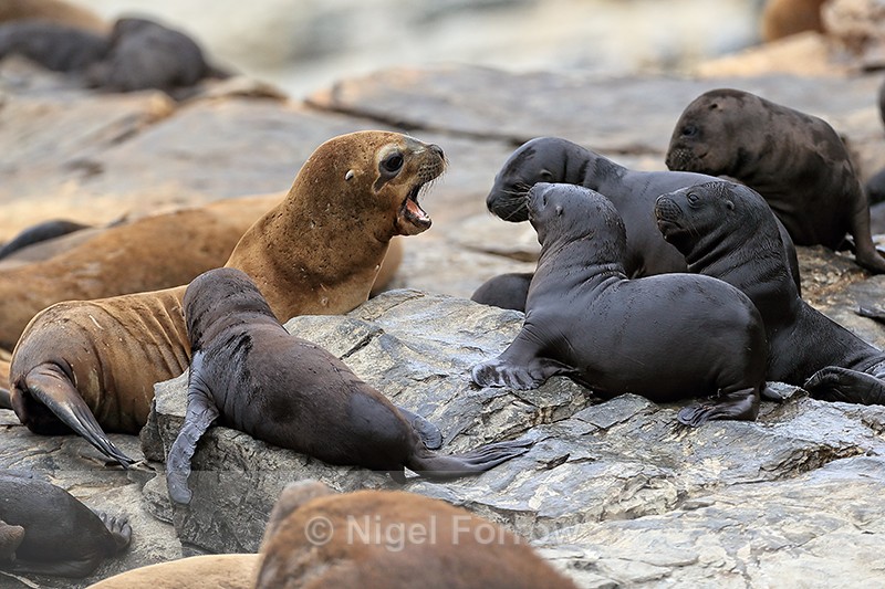 Sea Lion (female) supervising pups, Chile - Sea Lion