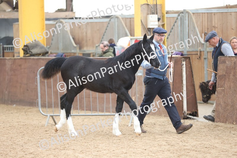 20251109-0764 - Class 24 - Foals