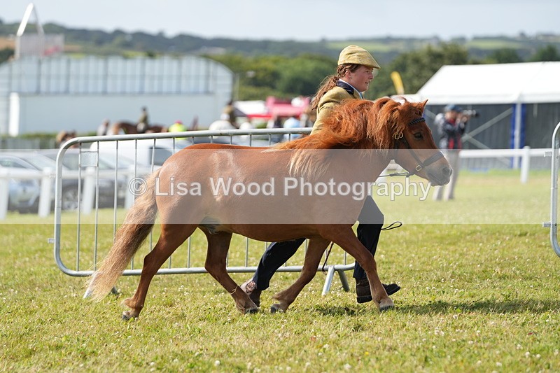 DSC05216 - Class 49: NPS Shetland 4 years and over