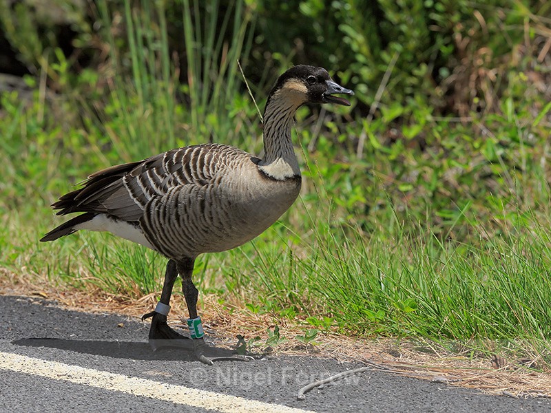Hawaiian Goose (Nene) at roadside, Hawaii Volcanoes National Park - Hawaiian Goose