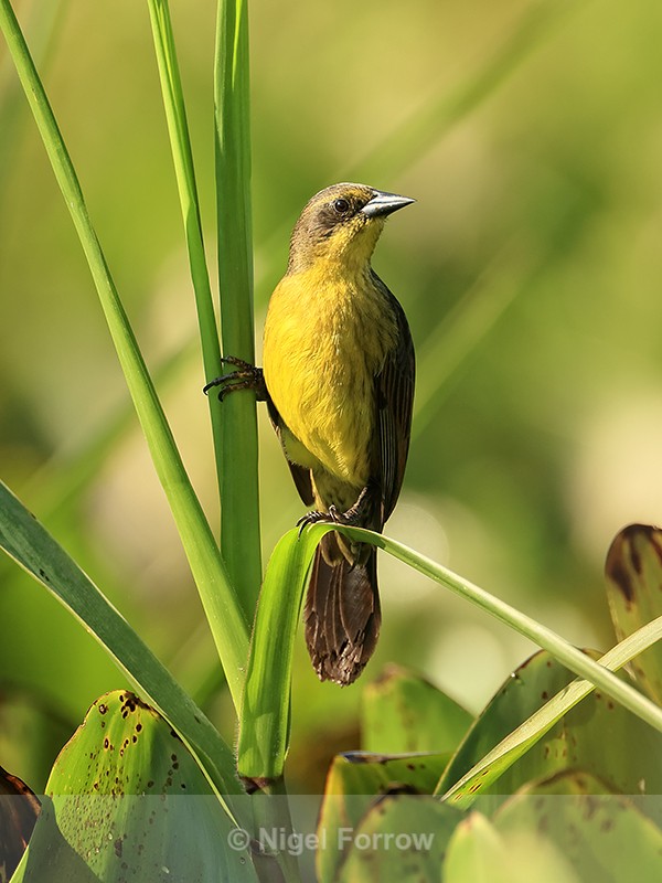 Unicolored Blackbird (female), Corixo Negro, Mato Grosso, Brazil - Unicolored Blackbird