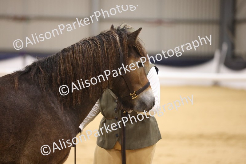 20260913-1054 - Class 109 - Bred On Exmoor In Hand