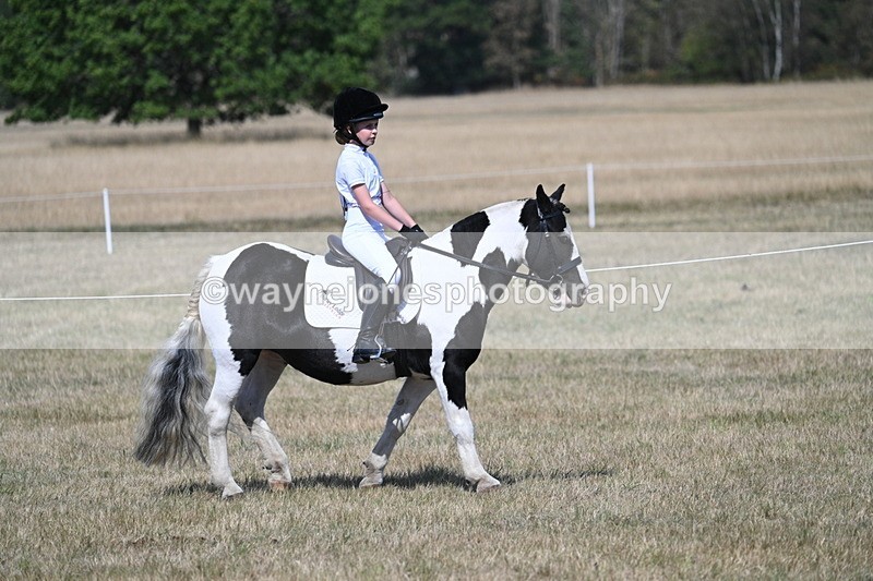 WJ7_1174 - Class 41 Prettiest Mare