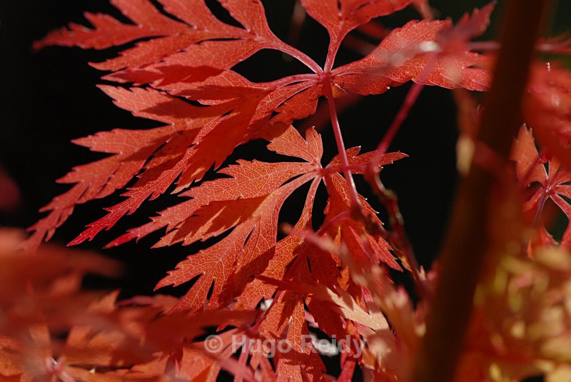  - Macro