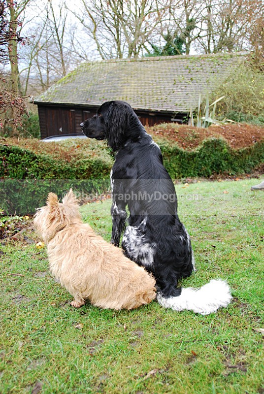  - Norwich Terriers