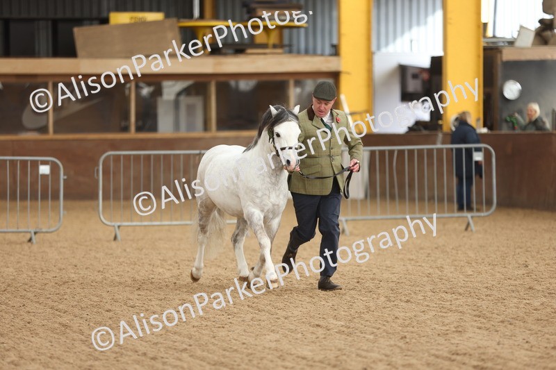 20251109-0531 - Class 20 - Stallions 4 Years and over