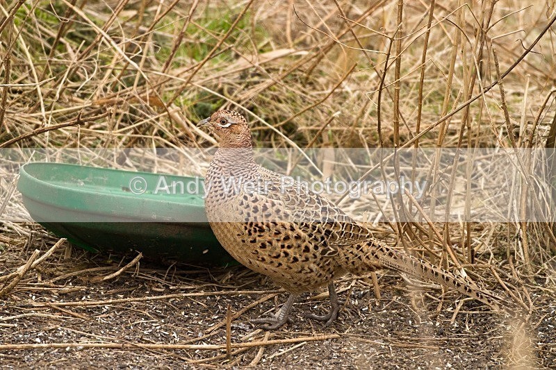 20120204-_MG_8357 - Pheasants