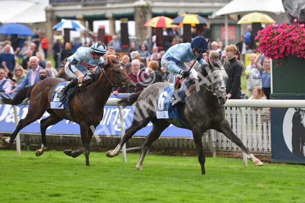 yr19082021r5-27 - Race 5 4.10pm OR8wellness ebfstallions Nursery Handicap