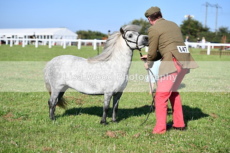 DSC_5584 - Class 49: NPS Shetland Youngstock