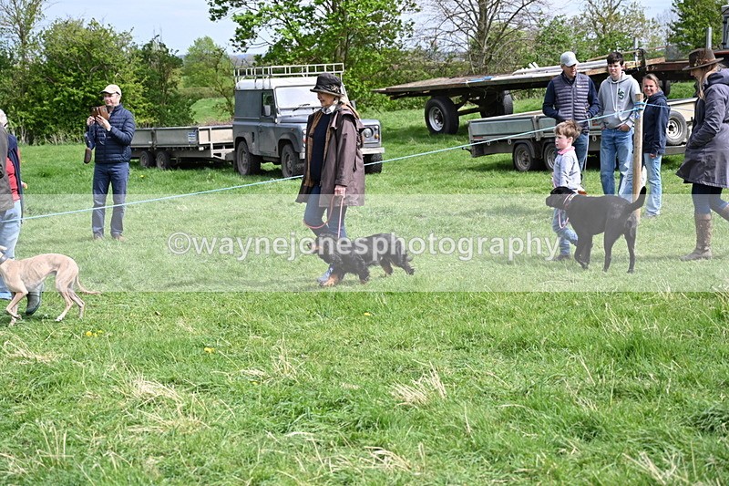 WJ6_8835 - Class 8 Best Working / Gun Dog or Bitch