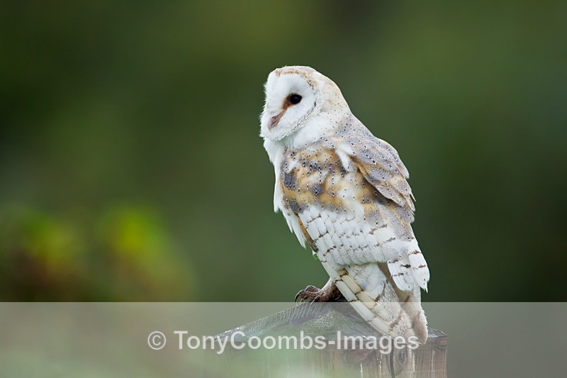 Barn Owl - Birds