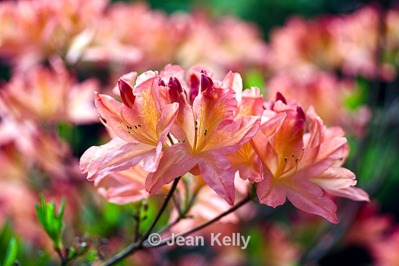 Pink Rhododendron - DSC_7219_00039 - Pink