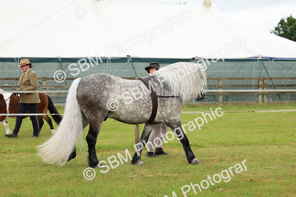 SBM_00492 - Class 58-67 - M&M Non Welsh Pony In hand