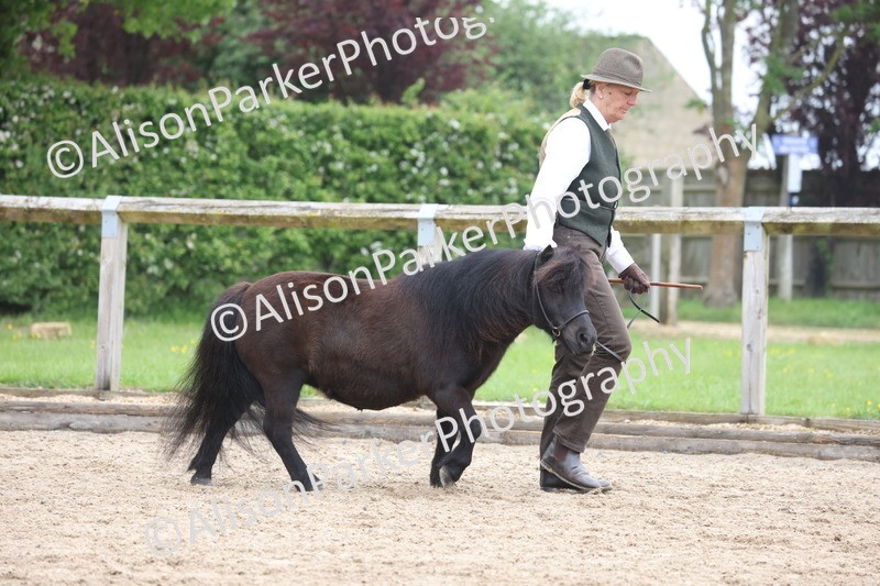 20260504-0467 - Class 4 - Minitures and Shetlands