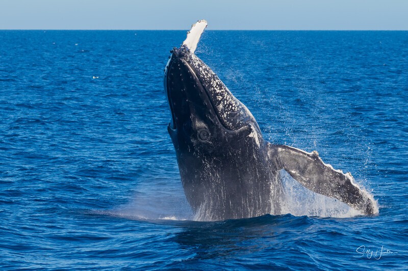 HB Breach 6. 0A3A6178 - 2025 Hervey Bay Whales