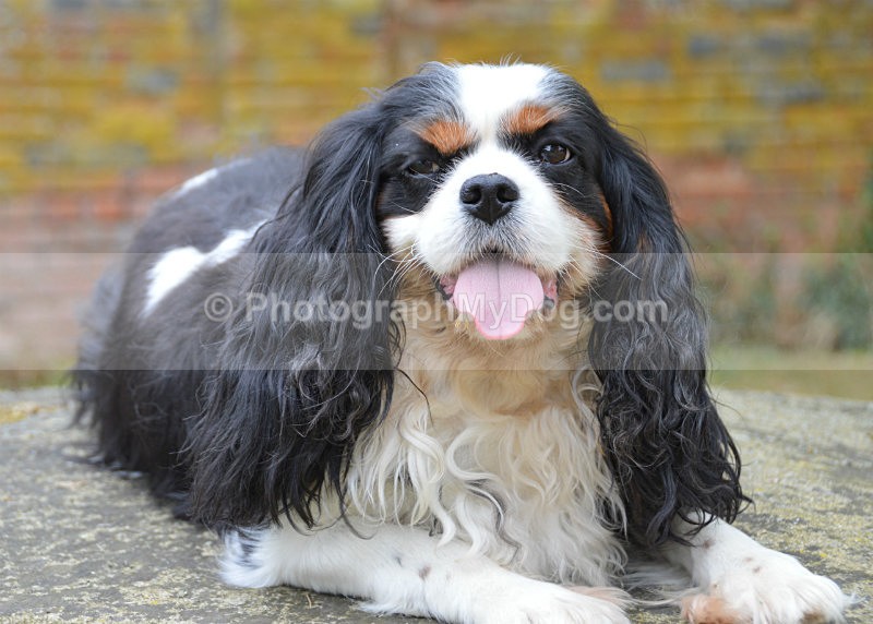  - Cavalier King Charles Spaniels