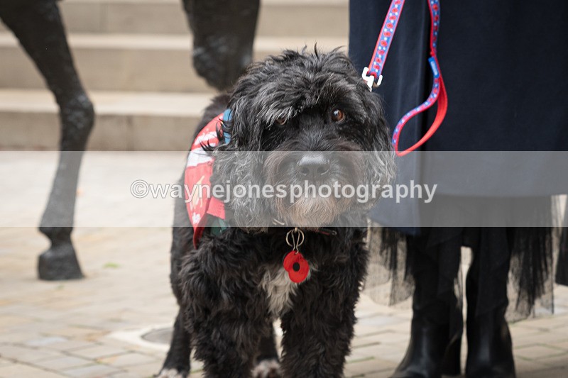 Z62_4470 - Animals In War Memorial 2025 - Park Lane, London