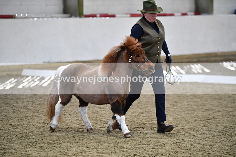 WJ5_4866 - Class 7 In hand coloured / odd coloured