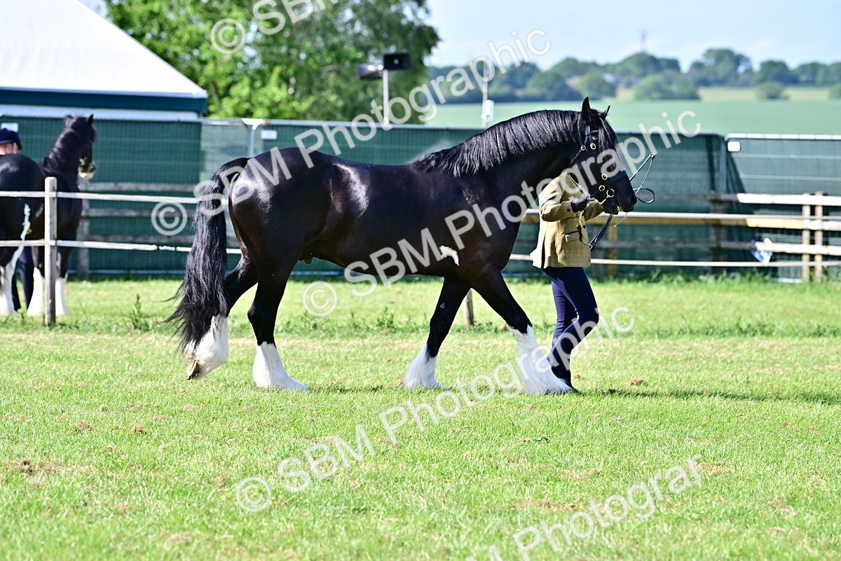 SBM_10016 - Class 63-65 - Traditional Gypsy Cobs In Hand & Ridden