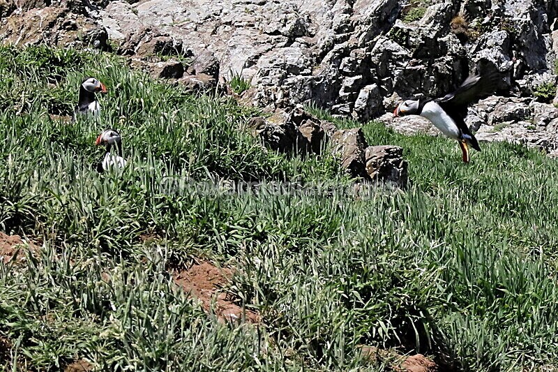 _56A7155 - Skomer 2019