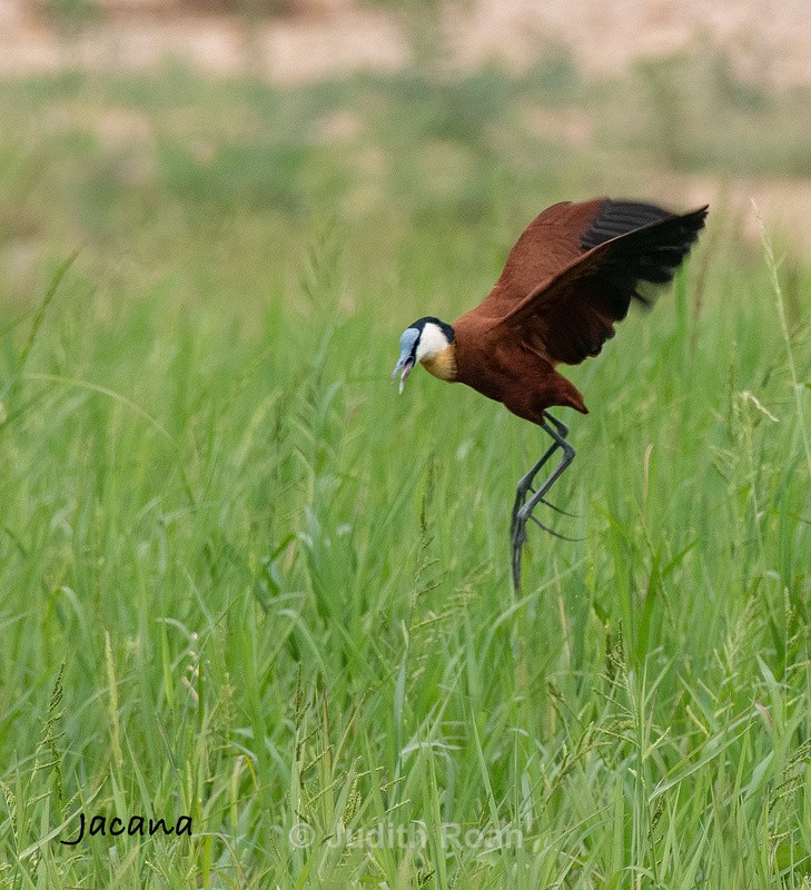  - South Africa Birds and Mammals