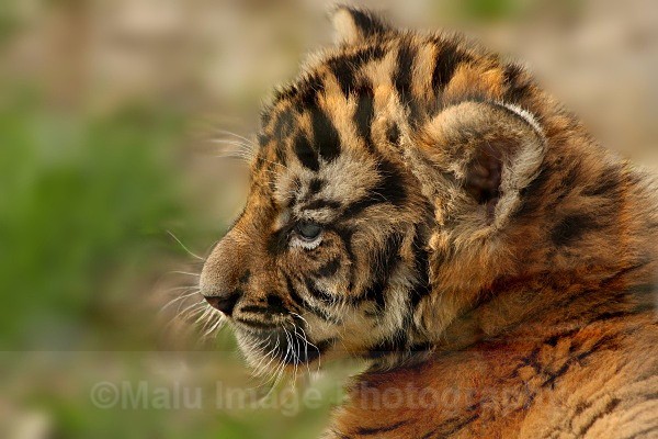 285 TROY@5WKS - BIG CATS