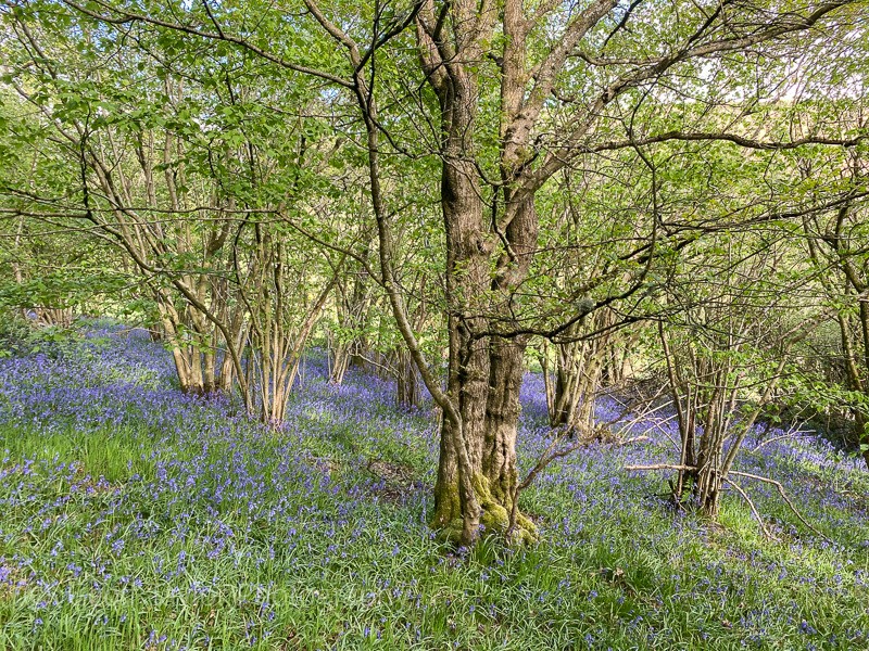 4299 Helmeth Hill bluebells - Self-Isolation