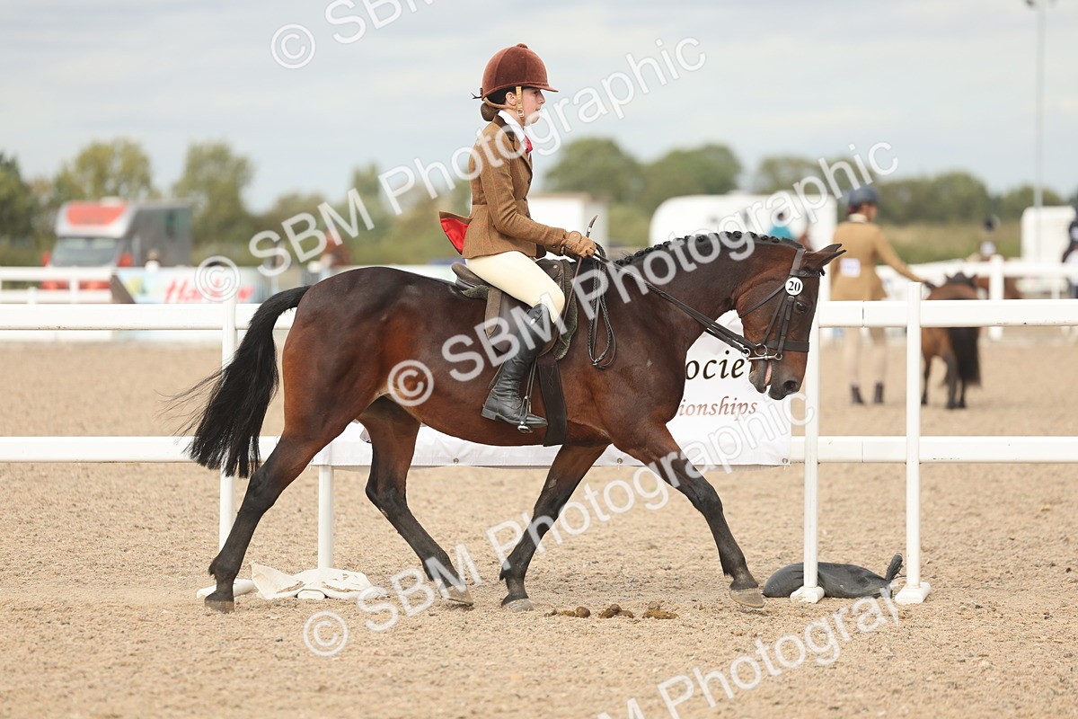 SBM_17976 - Class 314 - Family Horse Pony
