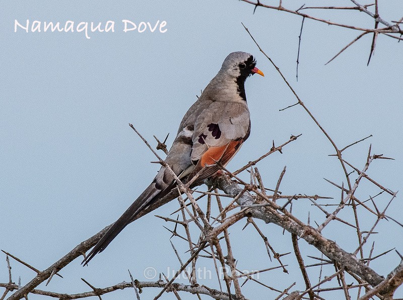  - South Africa Birds and Mammals