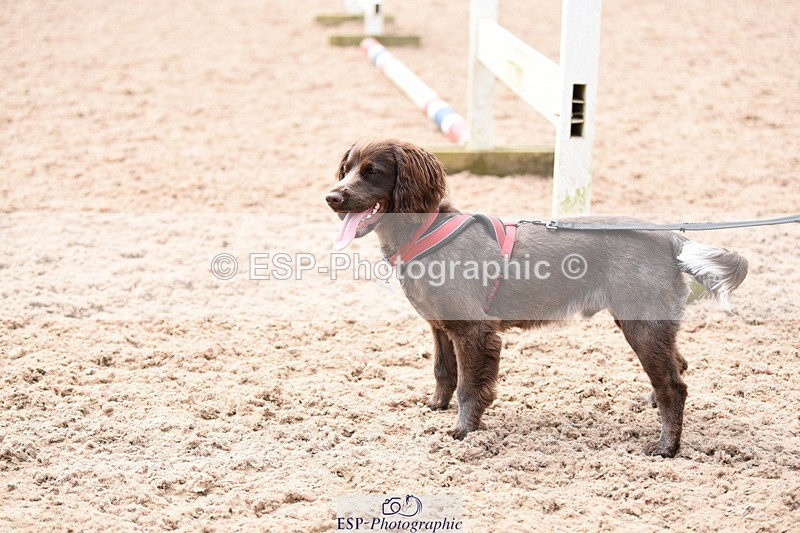 240518A-113718-00791 - Cls 1 Cutest Puppy