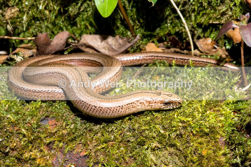 20160421-3K8A3665 - Lizards