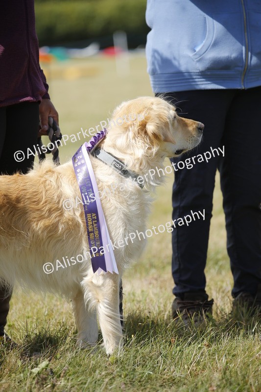 20250831-3809 - Dog Show