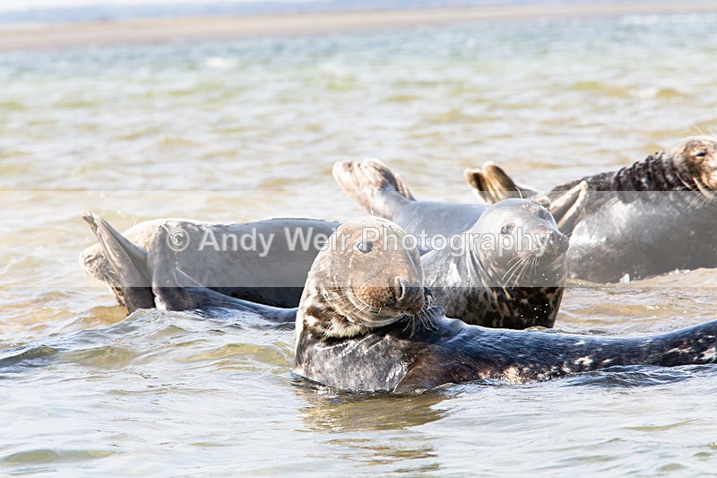 20141001-3K8A6220 - Grey Seal