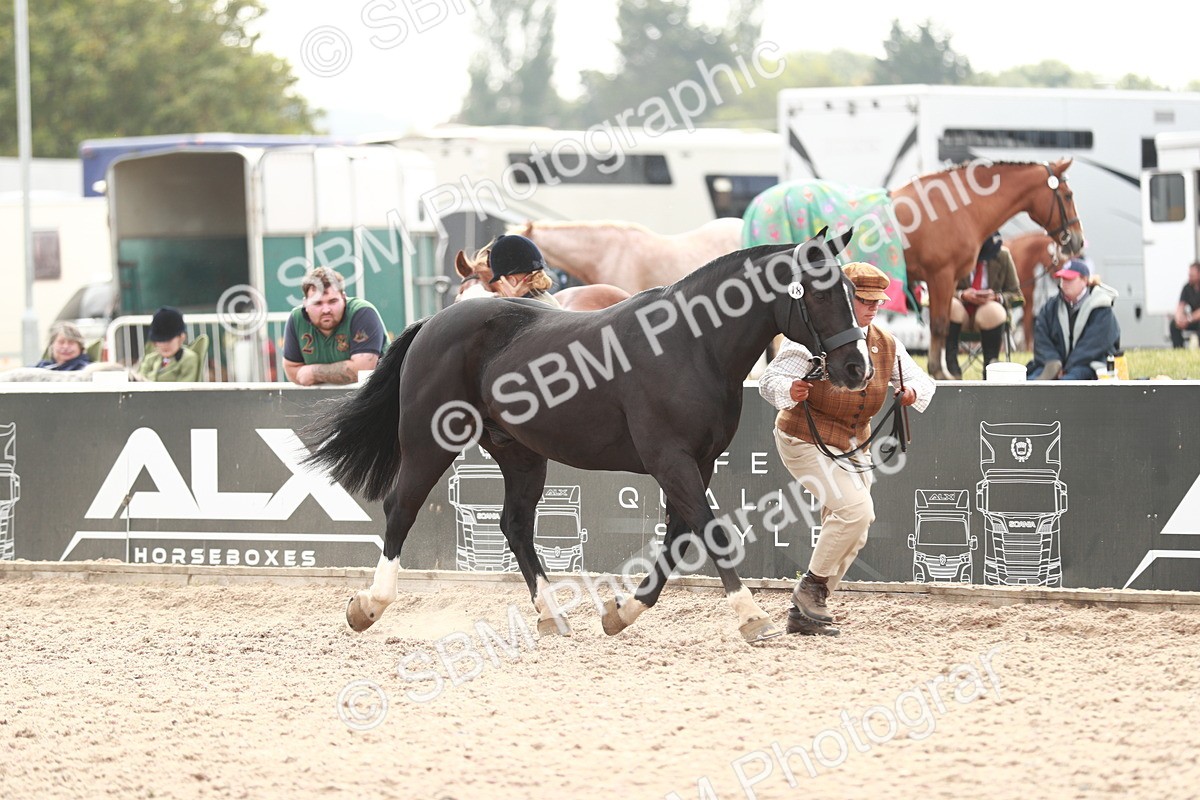 SBM_13168 - Class 208 IH Veteran Horse