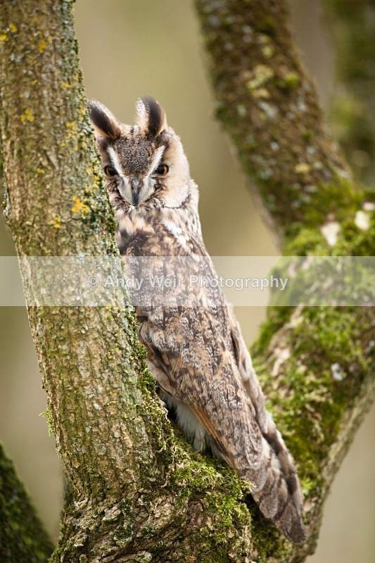 20110312-IMG_1321-121 - Long Eared Owl
