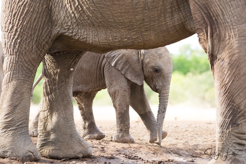 Elephant Baby 30