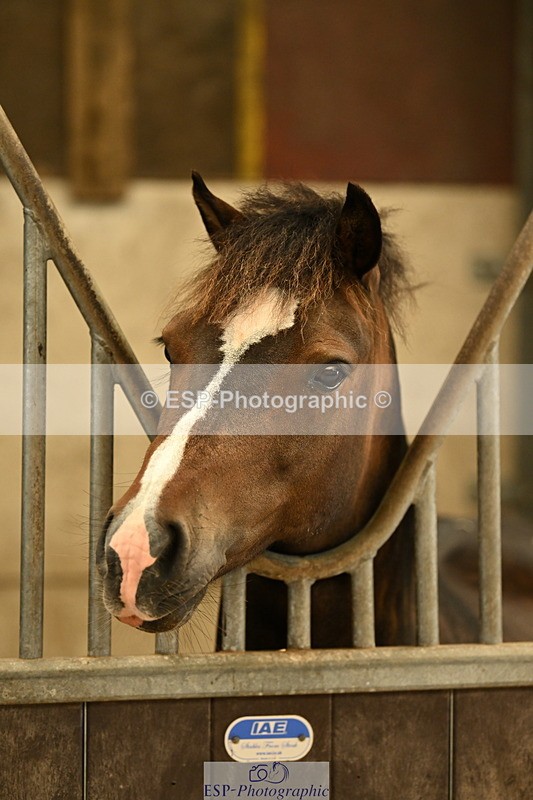 240809A-085019-00022 - Stable Shots