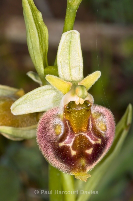 Small-patterned Ophrys (Ophrys fuciflora ssp. parvimaculata) - Orchids - Ophrys