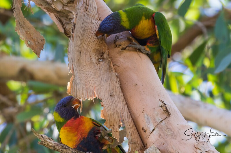Lorikeet eating paperbark 2 0A3A4469 - Lorikeets