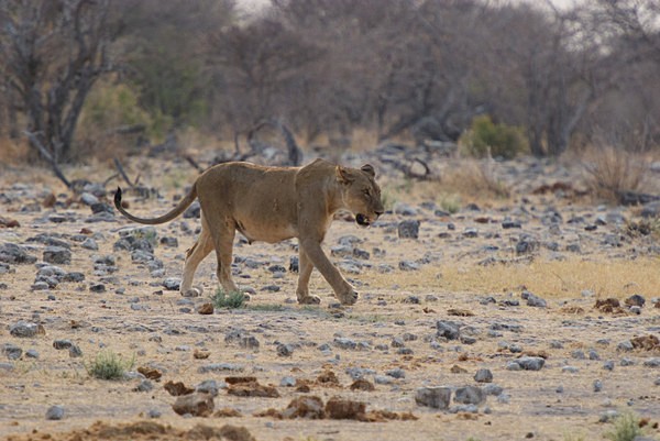  - African Journey