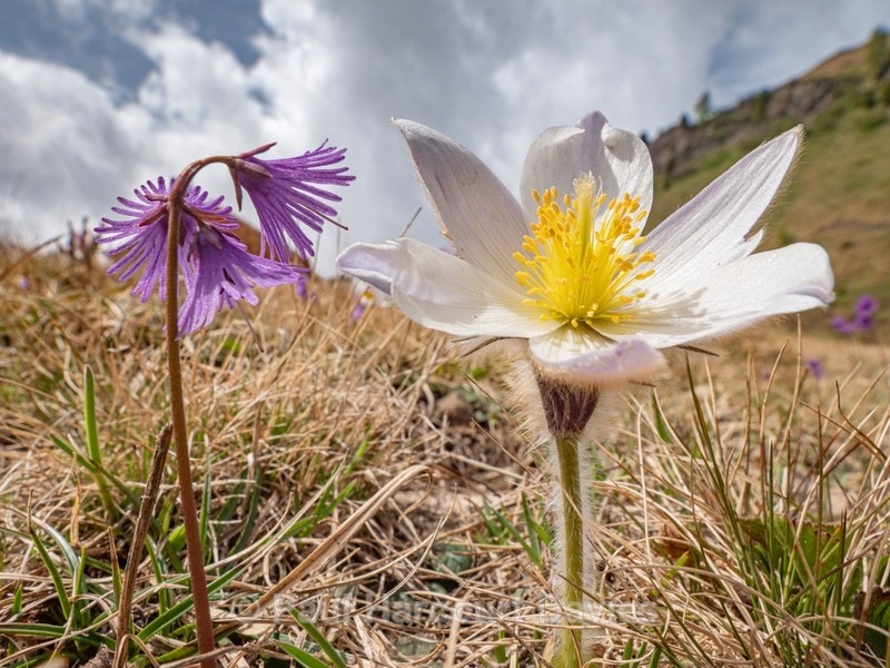 Spring pasque flower (Pulsatilla vernalis) growing  with alpine snowbells (Soldanella alpina - Flowers in the Landscape