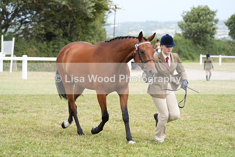 DSC06382 - Class 55: Hunter/Riding Horse/Hack 3 & 4 yr olds