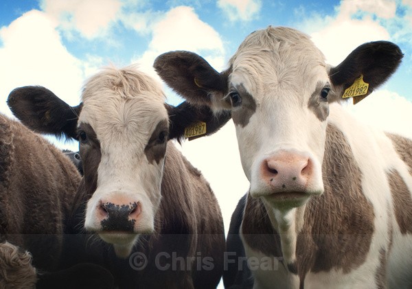 Two Heads Are Better Than One - Rural Life
